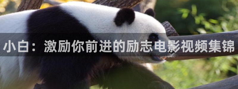 秋霞伦理404电影：小白：激励你前进的励志电影视频集锦